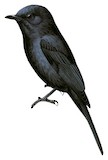 Southern Black Flycatcher Illustration