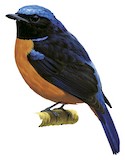 Rufous-bellied Niltava Illustration