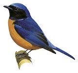 Rufous-vented Niltava Illustration