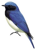 Blue-and-white Flycatcher Illustration