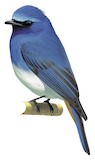 Indigo Flycatcher Illustration