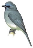 Dull-blue Flycatcher Illustration