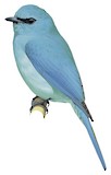 Verditer Flycatcher Illustration