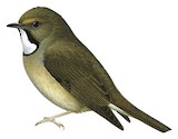 White-gorgeted Flycatcher Illustration