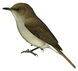 Sumba Jungle Flycatcher Illustration