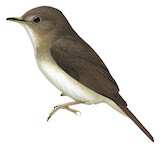 Nicobar Jungle Flycatcher Illustration