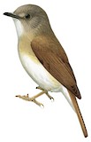 Fulvous-chested Jungle Flycatcher Illustration