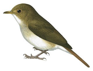 Sulu Jungle Flycatcher