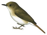 Philippine Jungle Flycatcher Illustration