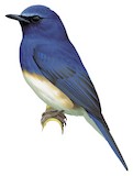 Blue-breasted Blue Flycatcher Illustration