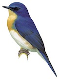 Rufous-breasted Blue Flycatcher Illustration