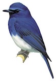 White-bellied Blue Flycatcher Illustration