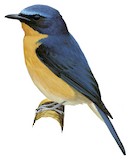 Large Blue Flycatcher Illustration