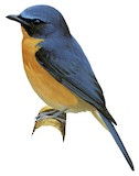 Javan Blue Flycatcher Illustration