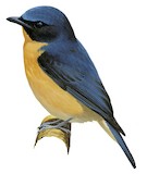 Dayak Blue Flycatcher Illustration