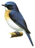 Palawan Blue Flycatcher Illustration