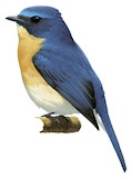 Tickell's Blue Flycatcher Illustration