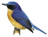 Sunda Blue Flycatcher Illustration