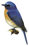 Chinese Blue Flycatcher Illustration