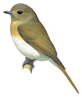 Cyornis hainanus hainanus