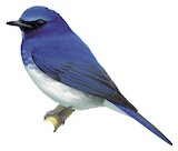 Hainan Blue Flycatcher Illustration