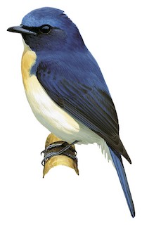 Cyornis hainanus klossi