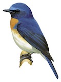 Blue-throated Blue Flycatcher Illustration