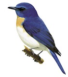 Malaysian Blue Flycatcher Illustration