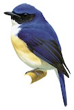 Kalao Blue Flycatcher Illustration