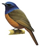 Blue-fronted Blue Flycatcher Illustration