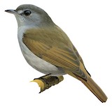 Matinan Blue Flycatcher Illustration