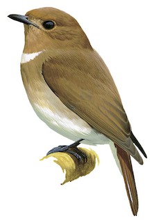 Leucoptilon concretum concretum