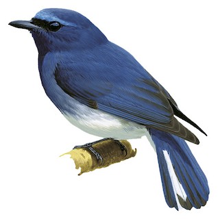 Leucoptilon concretum concretum