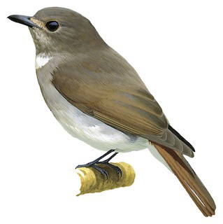 Leucoptilon concretum cyaneum