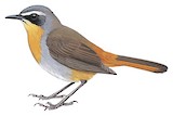 Cape Robin-Chat Illustration