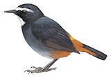 Olive-flanked Ground Robin Illustration