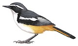 White-throated Robin-Chat Illustration