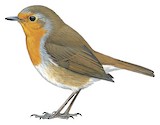 European Robin Illustration