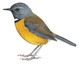 Swynnerton's Robin Illustration