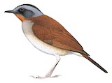 Red-throated Alethe Illustration