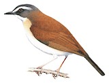 Brown-chested Alethe Illustration