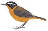 Rüppell's Robin-Chat Illustration