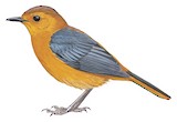 Red-capped Robin-Chat Illustration