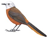 White-headed Robin-Chat Illustration