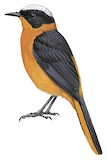 Snowy-crowned Robin-Chat Illustration