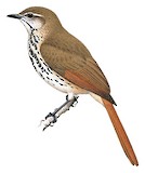 Spotted Palm Thrush Illustration