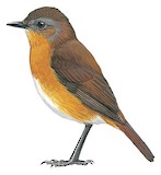 Equatorial Akalat Illustration