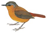 Short-tailed Akalat Illustration