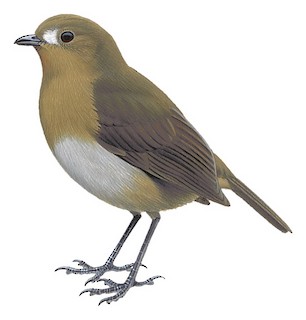 Heinrichia calligyna simplex