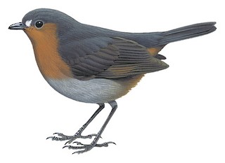 Heinrichia calligyna picta